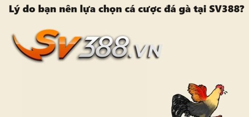 Đá gà SV388 với nhiều ưu điểm nổi bật